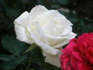 Rose White Christmas Foto R&ouml;sch