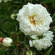 Rose White Dorothy Foto Vierl&auml;nder Rosenhof