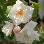 Rose White New Dawn Foto Vierl&auml;nder Rosenhof