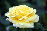Rose Wonderful Foto R&ouml;sch