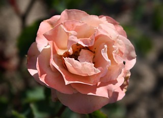Rose W&uuml;stenfuchs Foto Groenloof