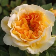 Rose Yellow Button Foto Vierl&auml;nder Rosenhof