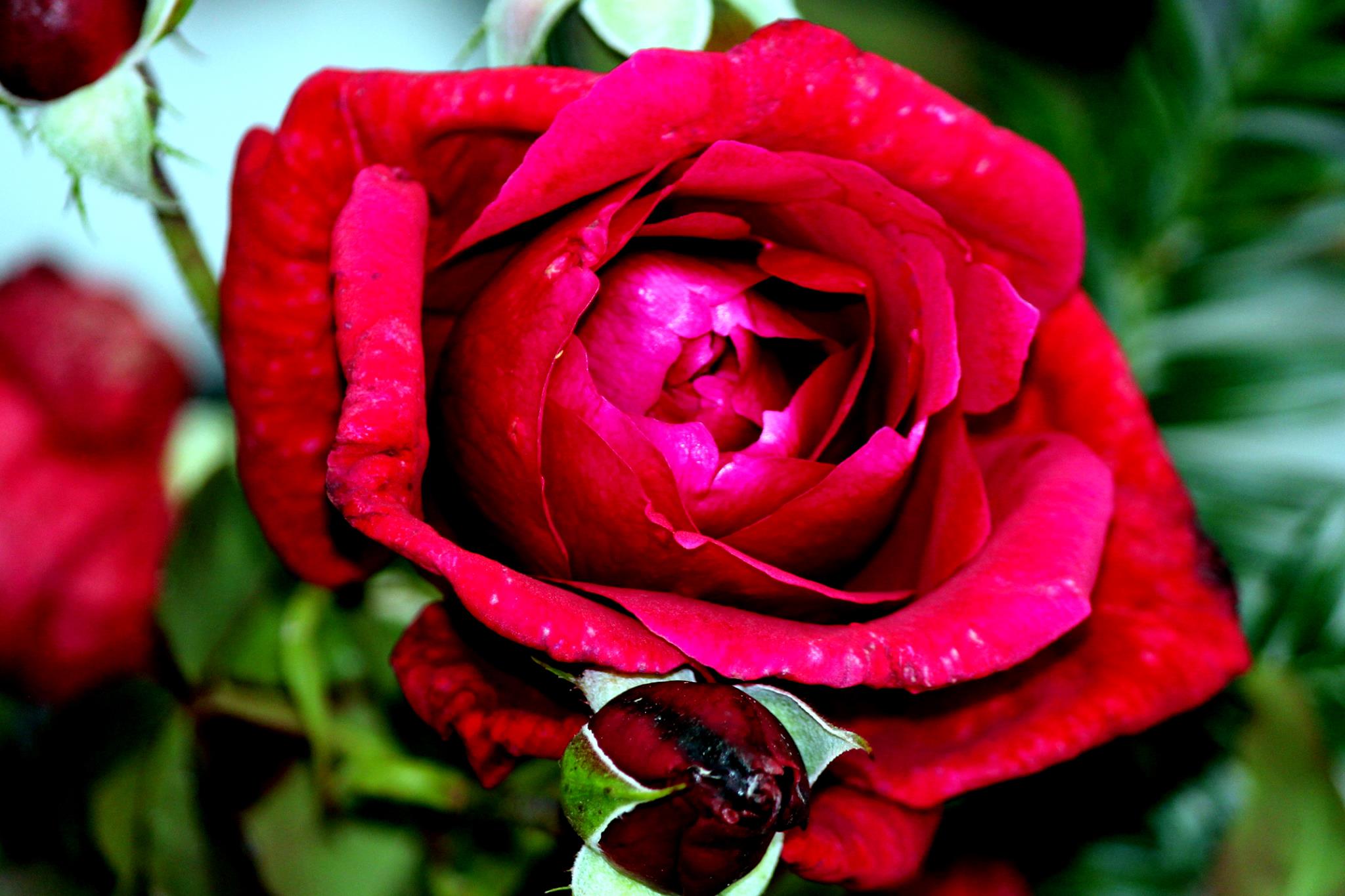 Rose Zayed of Abu Dhabi Foto R&ouml;sch