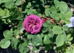 Rose Zigeunerknabe von Peter Lambert Foto Wolfgang Brandt