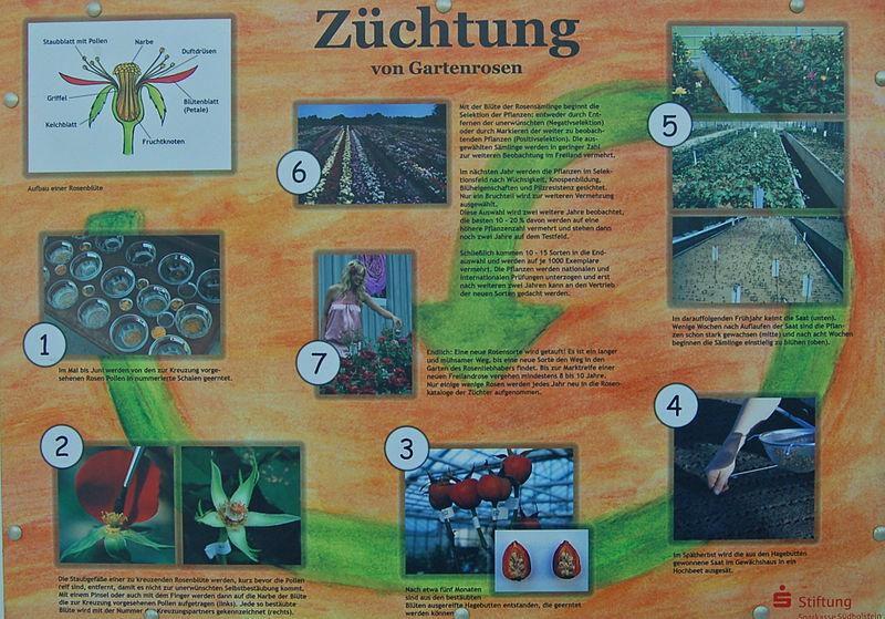 Infoschild zur Rosenz&uuml;chtung im Rosarium Uetersen Foto Wikipedia