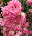 Rose Rosarium Dortmund f&uuml;r Rosenadressen