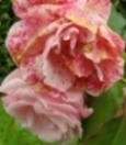 Rose Alma de L' Aigle f&uuml;r Rosen in der Kunst, Musik und Literatur