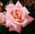 Rose Mother f&uuml;r Rosenkalender