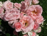 Rose Rosenprofessor Sieber f&uuml;r Rosenpers&ouml;nlichkeiten 
