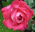 Rose Gaujard f&uuml;r Rosenz&uuml;chtung