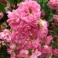Rosenadressen -  Bezugsquellen, Rosenfirmen, Roseng&auml;rten...