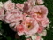 Rosenpers&ouml;nlichkeiten - Menschen, denen Rosen gewidmet wurden, die f&uuml;r ihre Verdienste um die Rose ausgezeichnet wurden,  als Rosenliebhaber bekannt wurden