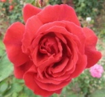 Rosensorten - Duftrosen, Moosrosen, ADR-Rosen, Wildrosen, Stachellose Rosen...