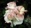 Rose Secret f&uuml;r Geschichte(n) Volksbrauchtum, Rosenkriege,  Interessantes