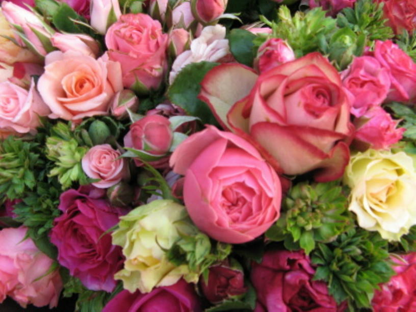 Rosen - Welt der Rosen -  Wissenwertes f&uuml;r Rosenfreunde